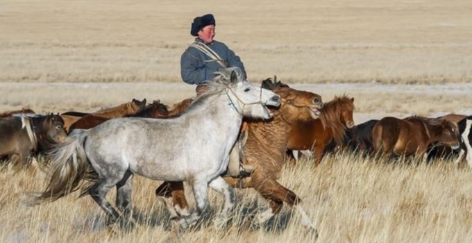 mongol aduu